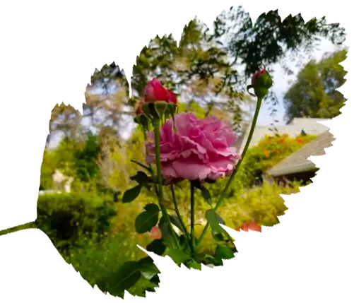 Salazar Landscape Service