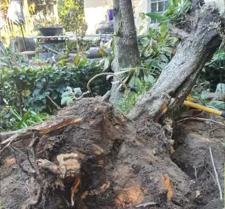 Tree Services